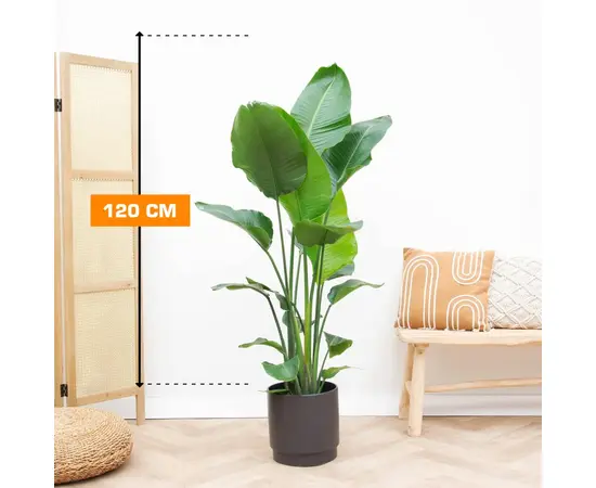Стрелиция STRELITZIA NICOLAI 120 см