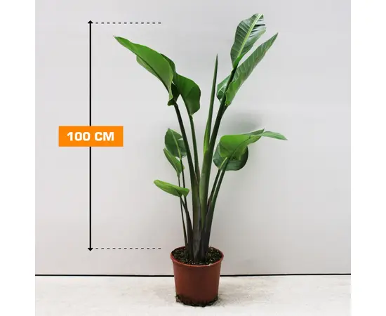 Стрелиция STRELITZIA NICOLAI 2 PP 100 см