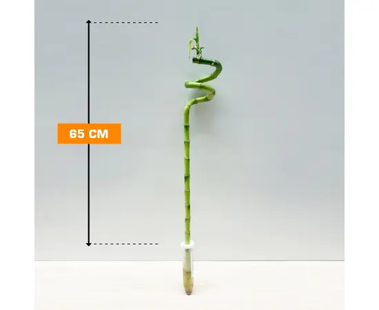 Драцена Bamboo 65 см