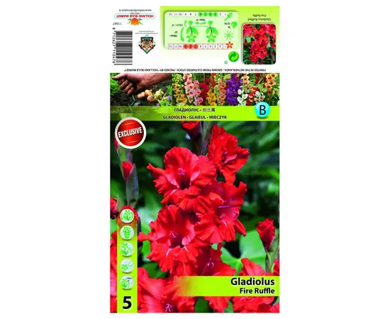 Луковичные HBM STA Gladiodus Fire Ruffle (x5)