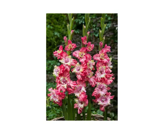 Bulbous HBM BES Gladiolus Broken Heart Frizzle (x5) 10/12
