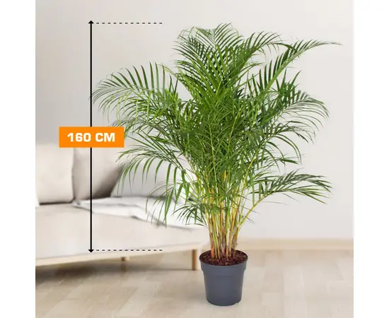 დიფსისი DYPSIS LUTESCENS ARECA 160 სმ