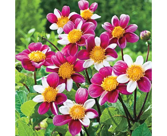 ბოლქვოვანი HBM STA Dahlia Twyning's Smartie (x1)