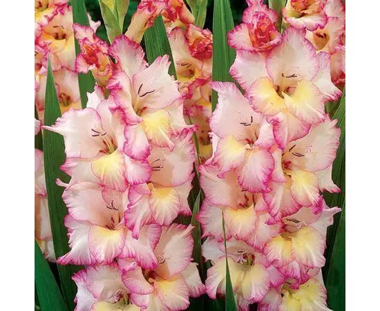 Луковичные SUP Gladiolus Priscilla (x2)