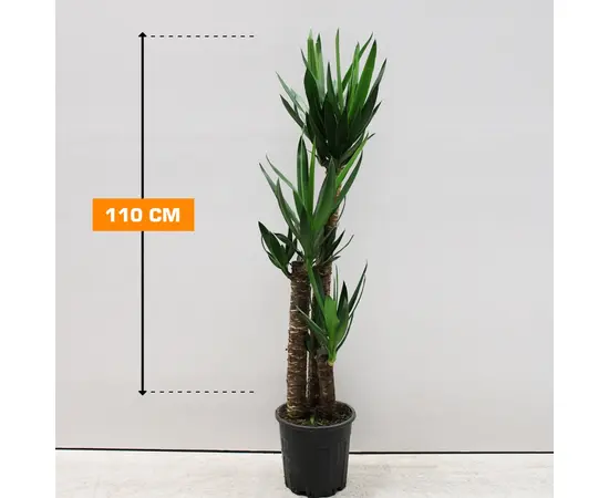 იუკა Yucca 3PP 110 სმ