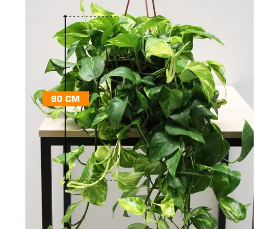 ეპიპრემნუმ Epipremnum hanging 90 SM