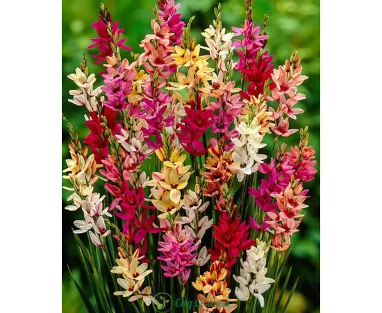 ბოლქვი STA HBM Ixia Mixed 5/7 10 ც