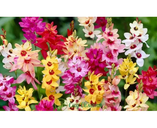ბოლქვი STA HBM Ixia Mixed 5/7 10 ც