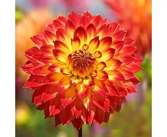 Bulb BES HBM Dahlia Procyon II 1 pc