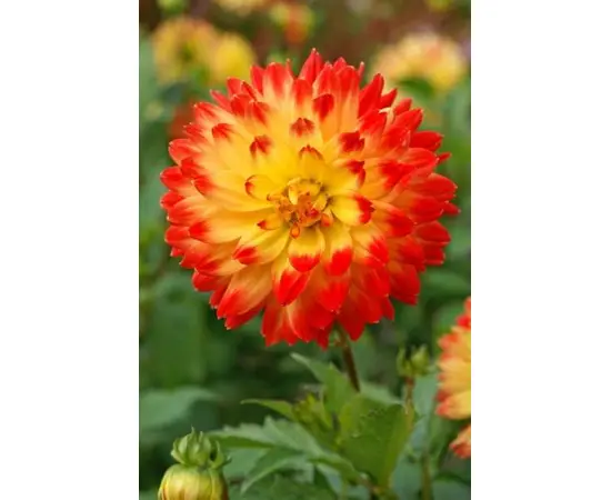 Bulb BES HBM Dahlia Procyon II 1 pc