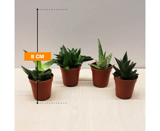 ხავორტია HAWORTHIA PAINTED 8 სმ