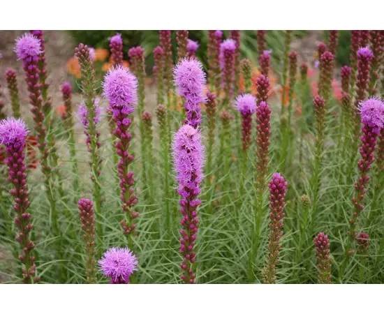 Луковица лиатрис HBM BES Liatris Spicata 6/8 8 шт