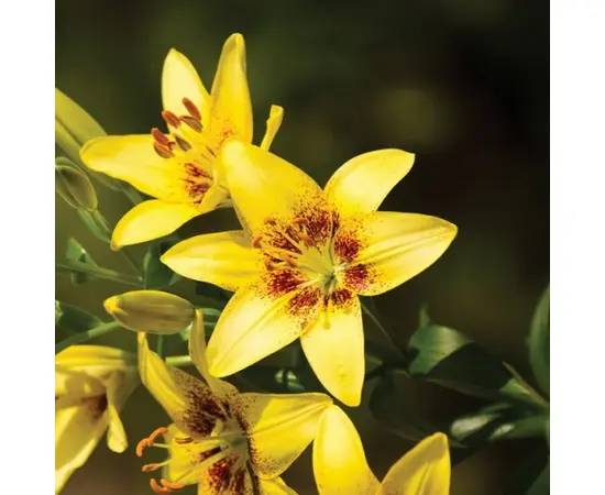 Bulb HBM Lilium Yellow Pixels 10/12 2 pc