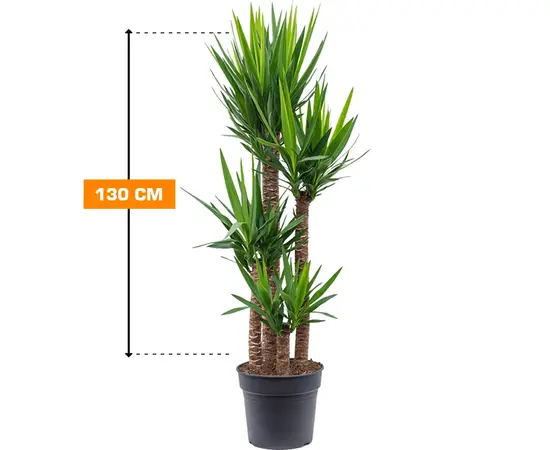 იუკა Yucca 4PP 130 სმ