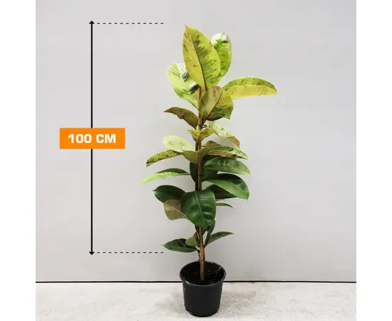 Фикус FICUS ELASTICA  ABIDJAN 1PP 100 см