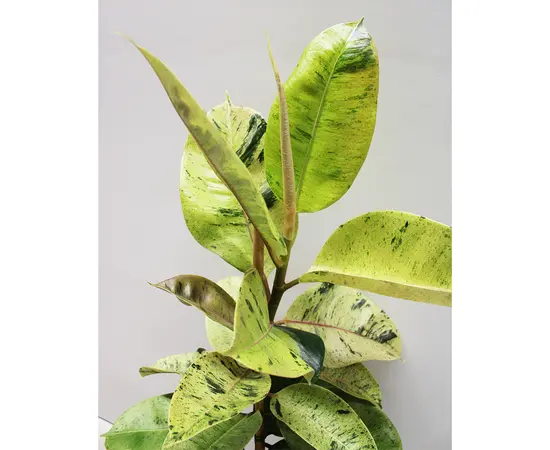 Фикус FICUS ELASTICA  ABIDJAN 1PP 100 см