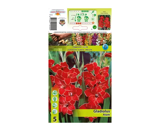 ბოლქვოვანი HBM STAR CAPPERLINE STA Mini Gladiolus Atom (x5)
