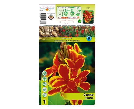 Луковичные HBM STA Canna Lucifer (x1) I