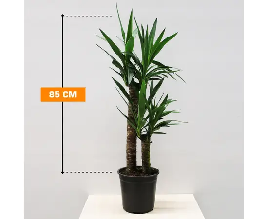 Юкка Yucca 2PP 85 cm