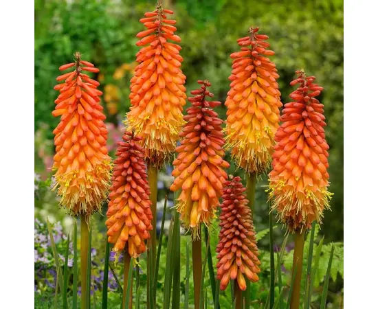Bulb HBM BES Kniphofia Alcazar I 1 pcs