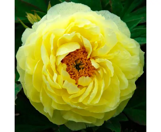 ბოლქვი BES HBM Paeonia Yellow (x1) 1/2