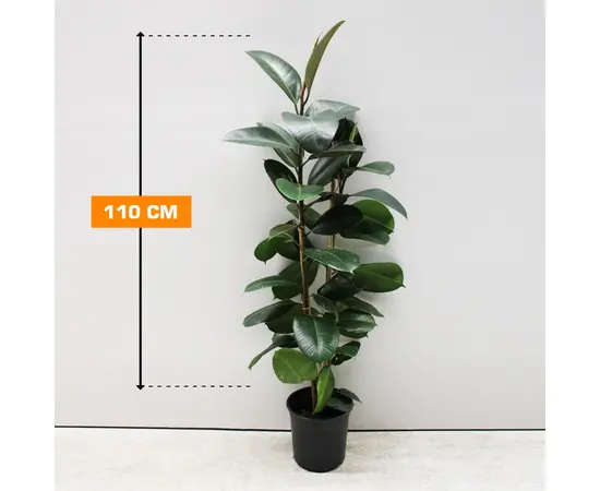 Фикус FICUS ELASTICA ROBUSTA 2PP 110 см