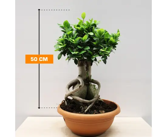 ფიკუსი FICUS MICROCARPA GINSENG 50 სმ