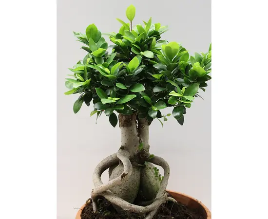 ფიკუსი FICUS MICROCARPA GINSENG 50 სმ