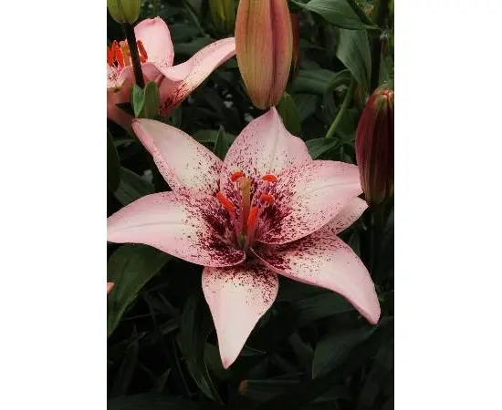 Bulb HBM Lilium Pink Pixels 10/12 2 pc