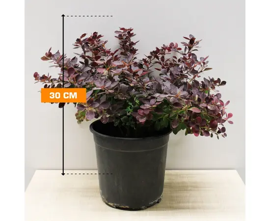 Барбарис Berberis thunbergi 20-30 cm
