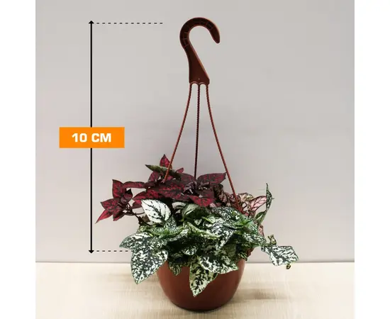 Гипоэстес Hypoestes HANGING 10 см
