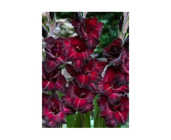 Bulb HBM Gladiolus Black Jack 10/12 5 pc