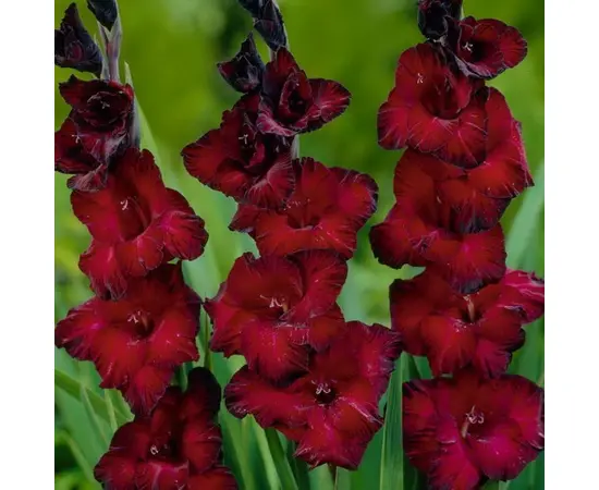 Bulb HBM Gladiolus Black Jack 10/12 5 pc