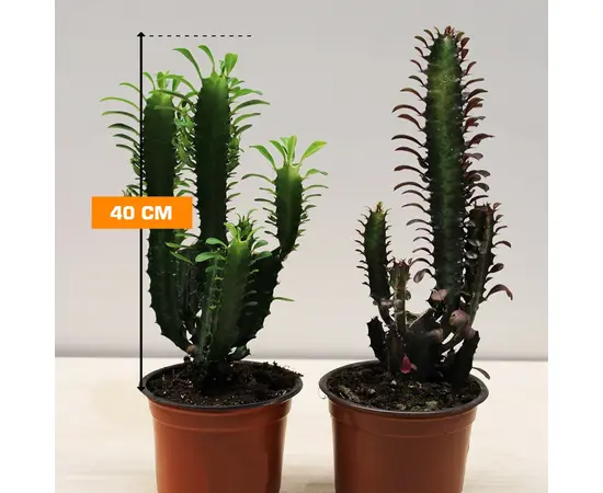 კაქტუსი EUPHORBIA CACTUS 40 სმ