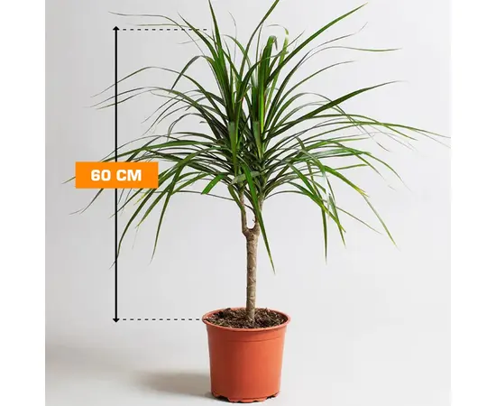 Драцена Marginata 1PP
