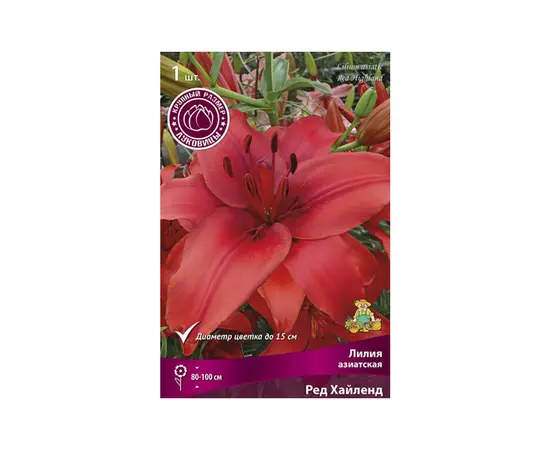 Bulbous STAR CAPPERLINE STA Lilium Tigrinum Splendens (x1)