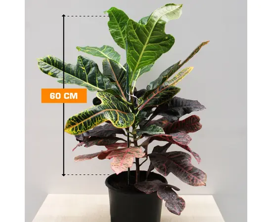 Кротон CODIAEUM CROTON PETRA 60 см