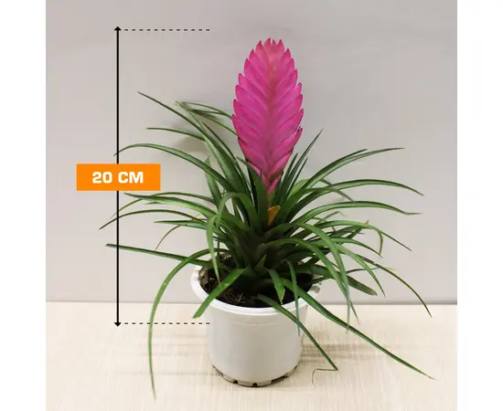 ტილანდსია TILLANDSIA 20 სმ