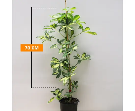 Шеффлера Schefflera 1PP 70 см
