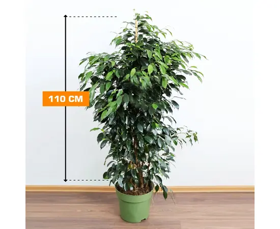 ფიკუსი FICUS DANIELLE MATERNAL 110 სმ