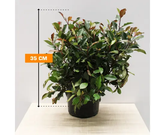 ფოტინია Photinia Fraseri Little Red Robin 35 სმ