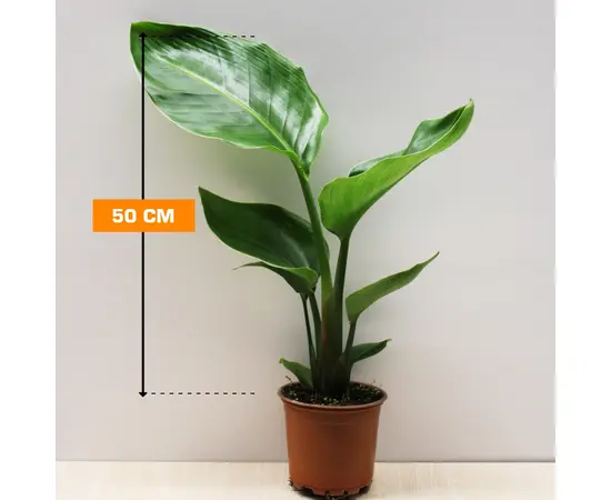 Стрелиция STRELITZIA 50 см