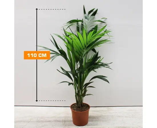Ховея Howea FORSTERIANA 110 см