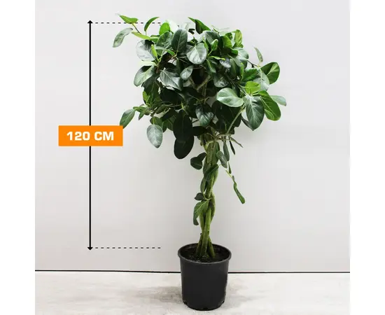 ფიკუსი  Ficus Benghalensis Braid 4PP 120 სმ