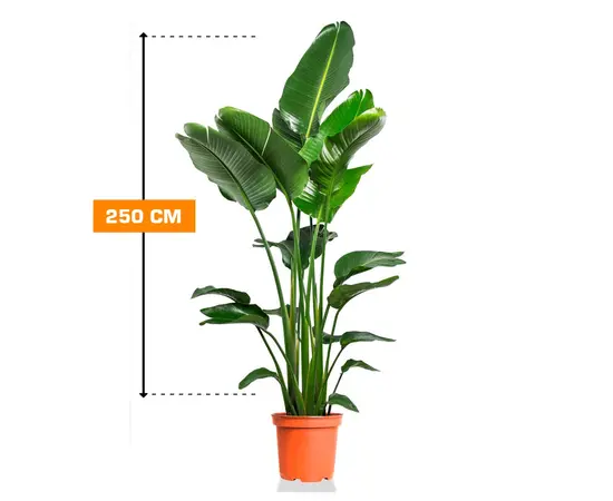 სტრელიცია STRELITZIA NICOLAI 250 სმ