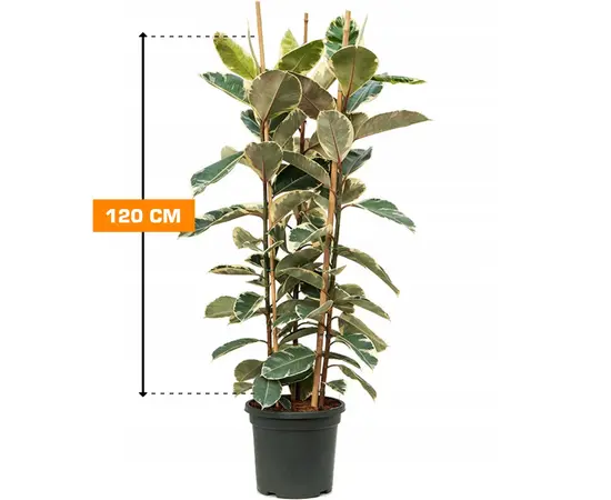 ფიკუსი FICUS ELASTICA TINEKE 3 PP 120 სმ