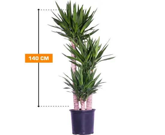 Юкка Yucca 3PP 140 см