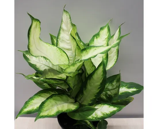 Диффенбахия Dieffenbachia Camilla Compacta 40 см