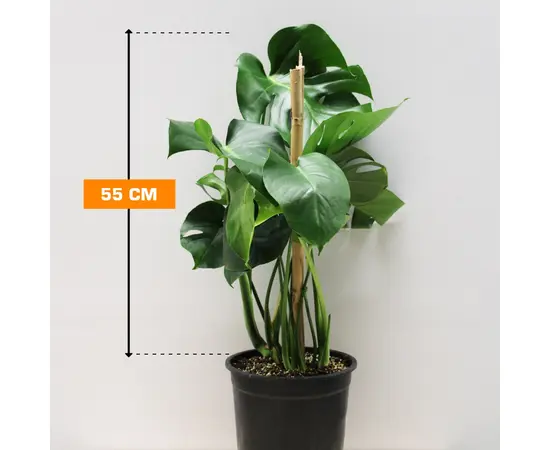Монстера Monstera 2PP 55 см