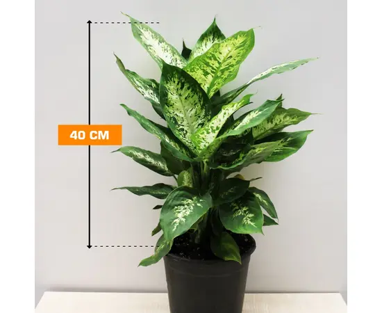 Диффенбахия Dieffenbachia Camilla Compacta 40 см